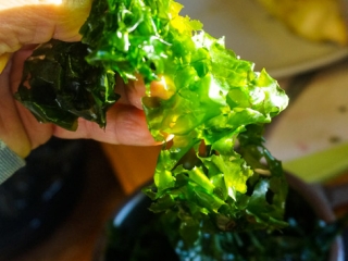 Vivid Green Sea Lettuce Vivid Green Sea Lettuce