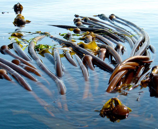 Bull Kelp (Nereocystis luetkeana) Seaweed