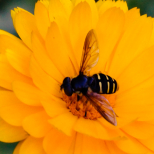 calendula_bee Bee on calendula flower