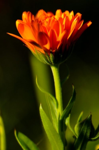 Calendula