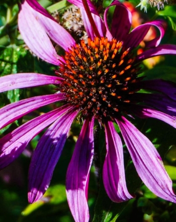 Echinacea flower