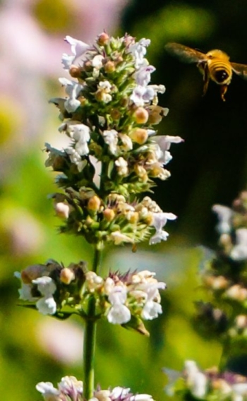 Catnip flower