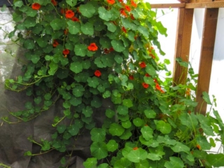 Monstrous Nasturtium taking over greenhouse