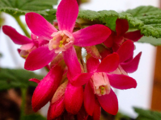 Flowering red-flowering currant in February greenhouse