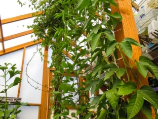Passionflower climbs in greenhouse