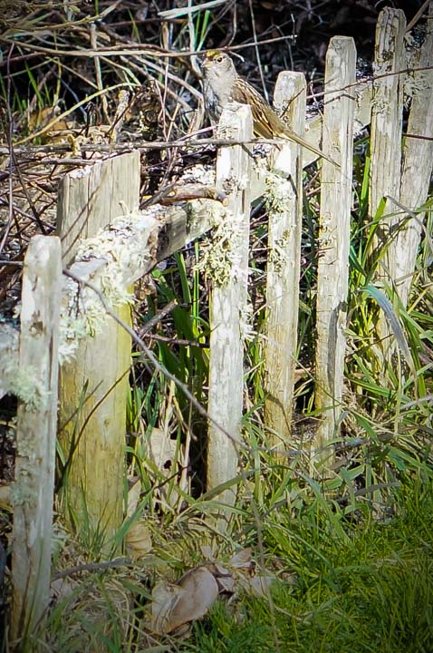 sparrow on garden fence