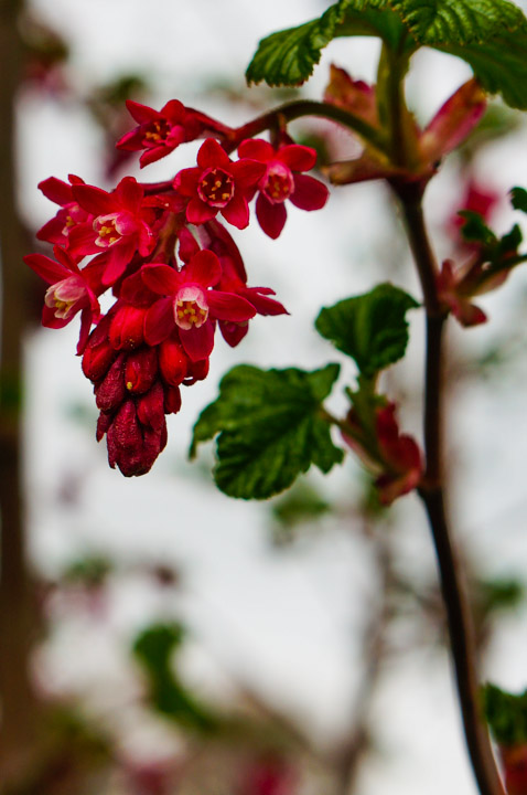 Red Flowering Currant, Ribes sanguineum