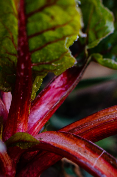 Over-wintered chard