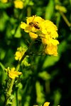 Bee on Brassica - Wild Mustard