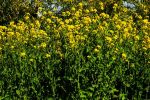Wild Mustard Grove