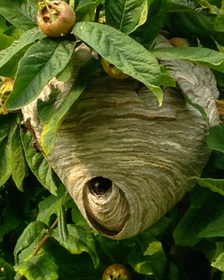 Bald-faced hornet nest.