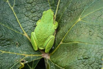 Green frog on a grape leaf