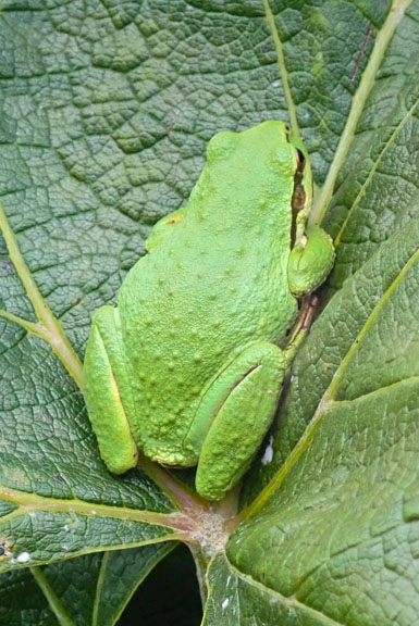 Green frog on grape leaf