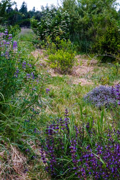 Garden path bordered by hyssop, sage, thyme, currants, and more.