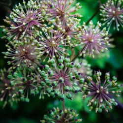 Udo (Aralia cordata), Japanese Spikenard