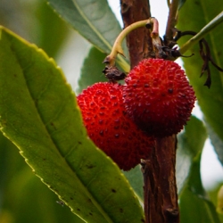 Strawberry Tree berry (Arbutus unedo)