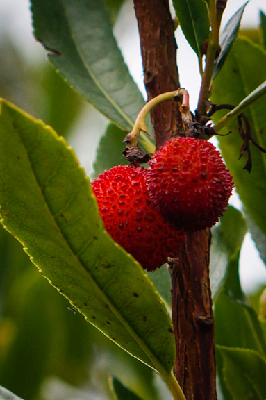 Strawberry Tree berry (Arbutus unedo)