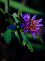 Purple Aster (Aster amellus) - still blooming in November