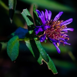 Purple Aster (Aster amellus) - still blooming in November