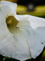 Bindweed / Morning Glory (ugh!)