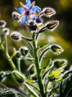 Borage (Borago officinalis) - blooming in November. Bees love it.
