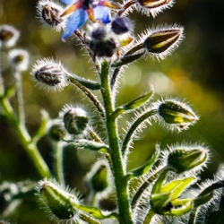Borage (Borago officinalis) - blooming in November. Bees love it.