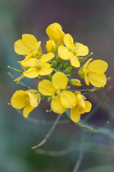 Brassica flower - probably kale. I always let a few flower for the bees.