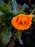 Calendula (Calendula officinalis) - blooming in November, altho a bit rain-soaked!