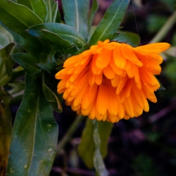 Calendula (Calendula officinalis) - blooming in November, altho a bit rain-soaked!