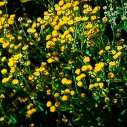 Costmary, Tanacetum balsamita