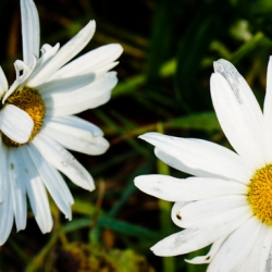 Daisies