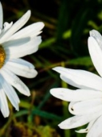Daisies