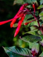Fuschia, a hummingbird favorite