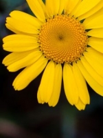 Golden Margeurite, Anthemis tinctoria