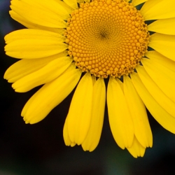 Golden Margeurite, Anthemis tinctoria