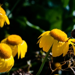 Golden Margeurite, Anthemis tinctoria