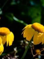 Golden Margeurite, Anthemis tinctoria