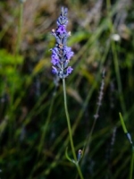 Lavender (Lavandula angustifolia), blooming in November!!!