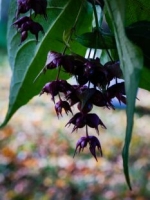 Himalayan honeysuckle / Treacle tree: Leycesteria formosa