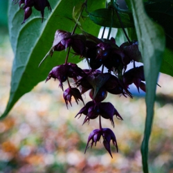 Himalayan honeysuckle / Treacle tree: Leycesteria formosa