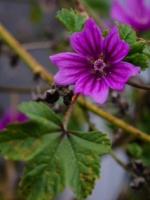 Common Wild Mallow, Malva sylvestris, blooming in November