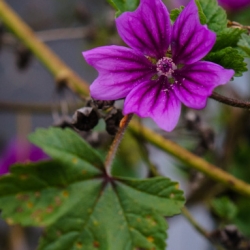 Common Wild Mallow, Malva sylvestris, blooming in November