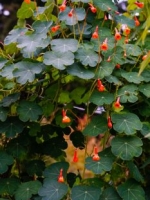 Mashua: Troepaeolum tuberosum