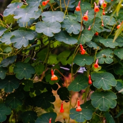 Mashua: Troepaeolum tuberosum