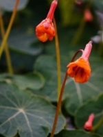 Mashua: Troepaeolum tuberosum