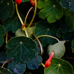 Mashua: Troepaeolum tuberosum