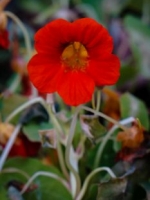 Nasturtium