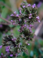 Oregano - a bee favorite.