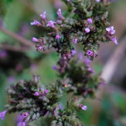 Oregano - a bee favorite.
