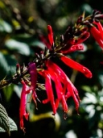 Pineapple Sage